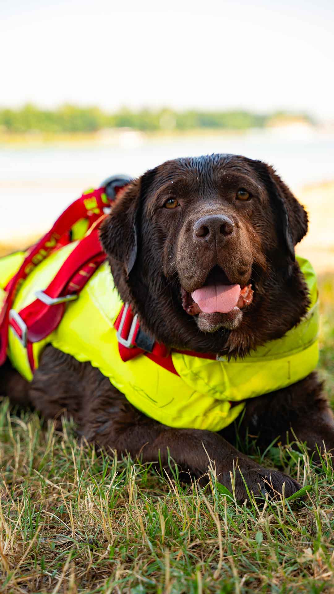 AREA CANI, SCUOLA ITALIANA CANI DA SALVATAGGIO