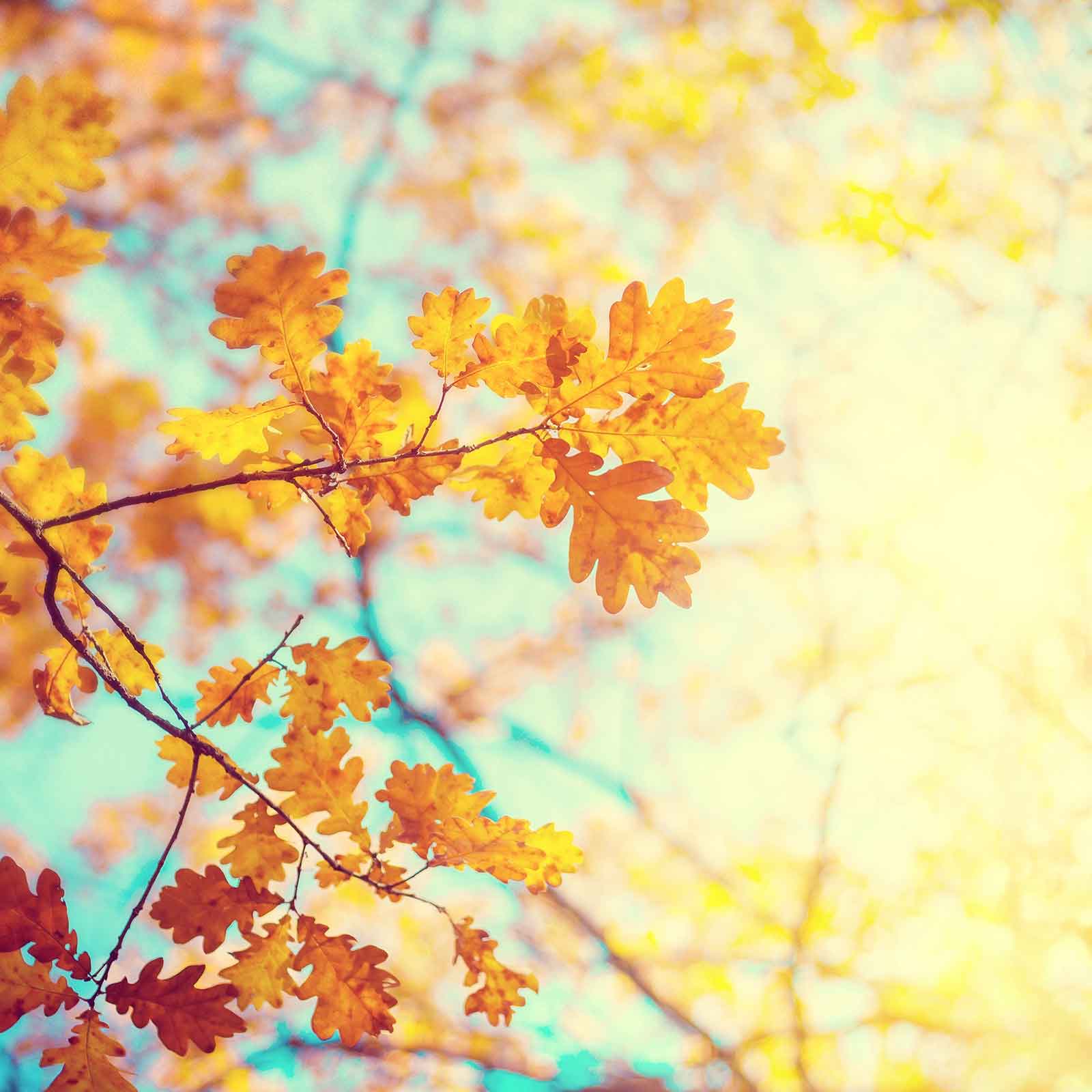 ASPETTANDO L&#8217;AUTUNNO